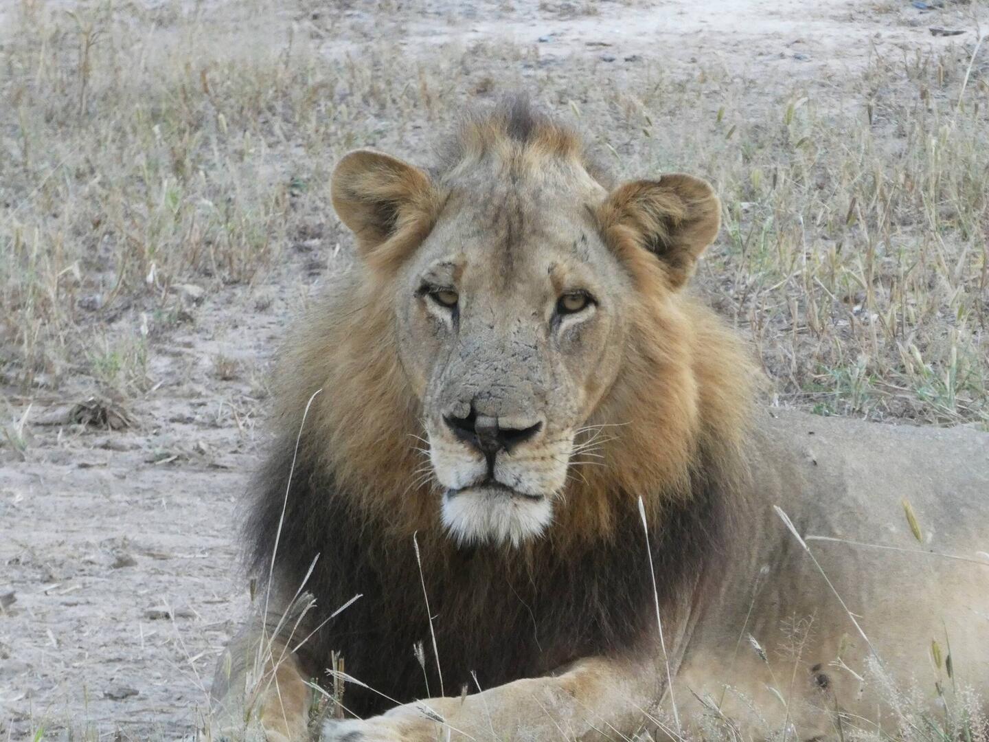 Lion - No. 1