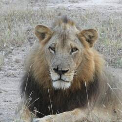 Lion - No. 1