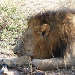Lion - No. 2