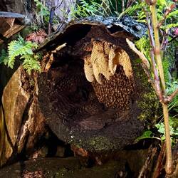 Ils fabriquent leur miel fermenté (il fermente car non pasteurisé, 100% naturel et délicieux)