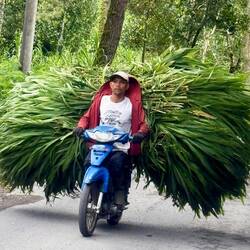 Dans le coin les paysans font des aller retour incessants pour cueillir l'herbe pour leurs vaches