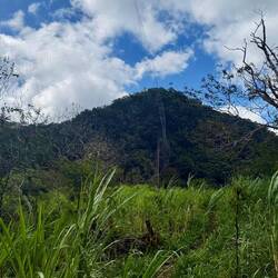 Je croise des filets qui leur servent à attraper de petits oiseaux (j'ai essayé d'en sauver 😢😭)