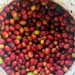 Nous découvrons le café balinais dans tous ses états : vert sur les arbres, coloré dans les seaux