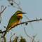 Little Bee Eater