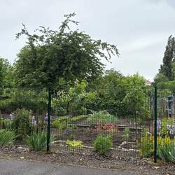 Communal gardens