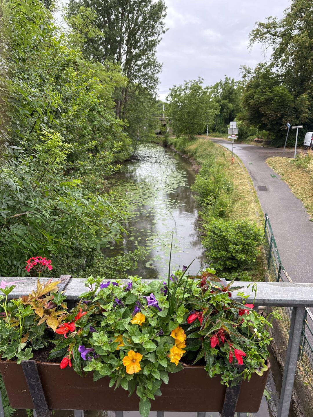 Pretty canal with lily pads