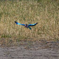 Im Flug bin ich noch viel schöner