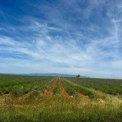 Fields and fields of Lavender, will smell lovely when it flowers.