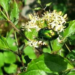 Es kreucht und fleucht ...