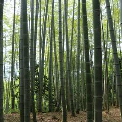 Bambus Wald