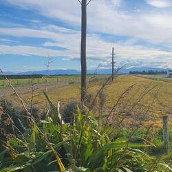 Long line of poles across Canterbury