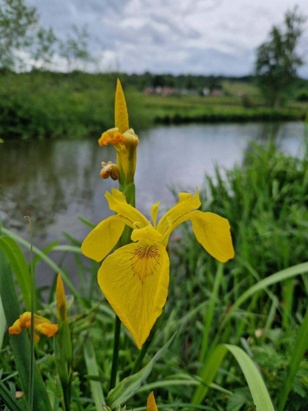 Yellow irises began to bloom in great numbers over the course of a few days