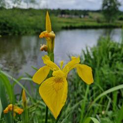 Yellow irises began to bloom in great numbers over the course of a few days