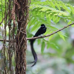 Paradisflycatcher