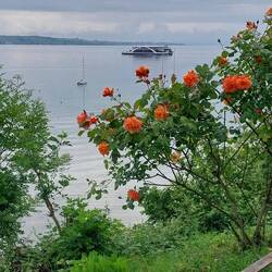 Morning Coffee; a car ferry crossing the lake.