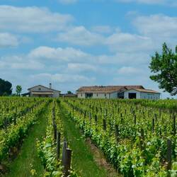 Wandern durch die Weinreben