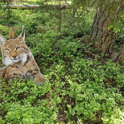 Wo bleibt der Luchs