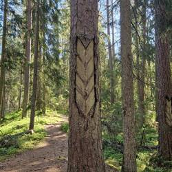 Harz wird gewonnen