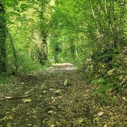 Waldweg zur Romita di Cesi