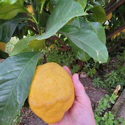 zum Größenvergleich