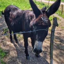 Un âne croisé lors de la rando du ravin de Corboeuf