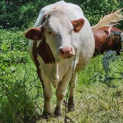 Et une vache croisée sur le chemin
