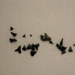 Haifischzähne aus längst vergangenen Zeiten..