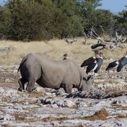 ...vergnügt sich am Schlammloch