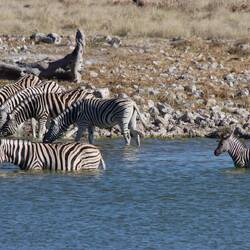 Am Nachmittag Zebras an einem der Wasserlöcher