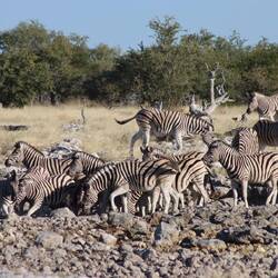 Die Zebras stört es nicht