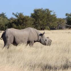 ...eines der letzten Rhinos im Nationalpark...