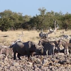 Das Rhino ist enthornt...