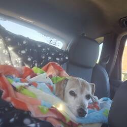 Such a comfy puppy 😍