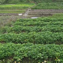 Friedhof (mega groß)