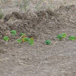 ...honestly seconds before there were loads of them!