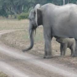 Feeding time on the move