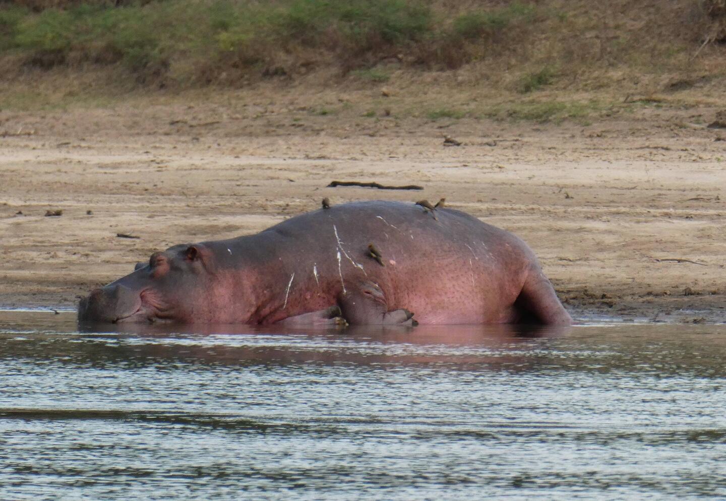 Now that's a chilled Hippo!
