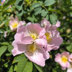 Hundsrose