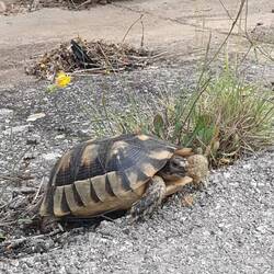 Rettungsaktion: Die Schildkröte wollte die Hauptstraße überqueren. Hab' sie rübergetragen