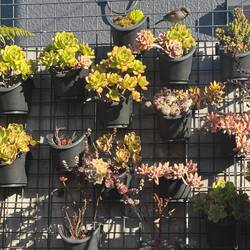 Loved the wee sparrows (top right) that cheekily hopped about our crumbs