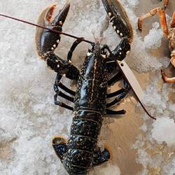 In der Fischhalle erwischt