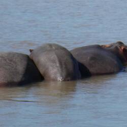 A pillow called mum!