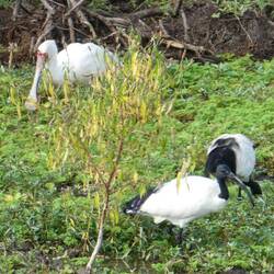 African Spoonbill and African Sacred Ibis