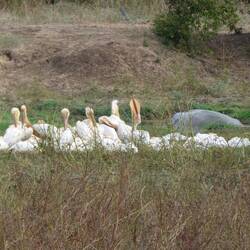 Great White Pelicans