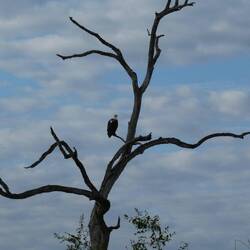 Fish Eagle