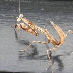 Mantis