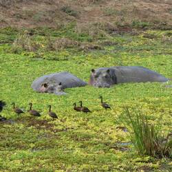I believe Black Ducks with Lazing Hippos