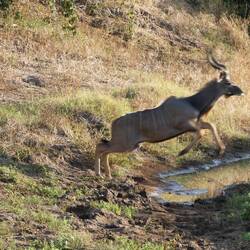 Greater Kudu