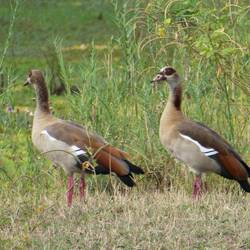 Egyptian Geese