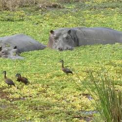 Sleep disturbed by squabbling Ducks